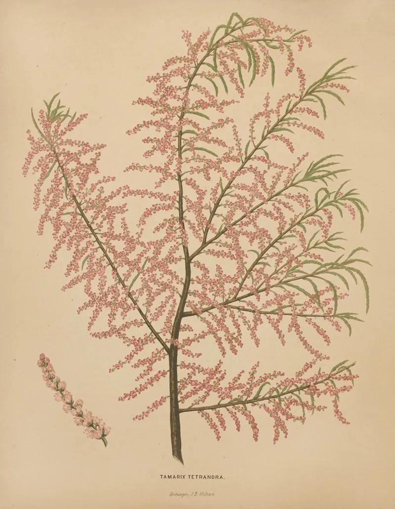 Nederlandsche Flora En Pomona Pl 56 Wall Art by Abraham Jacobus Wendel - High-Resolution Digital Print