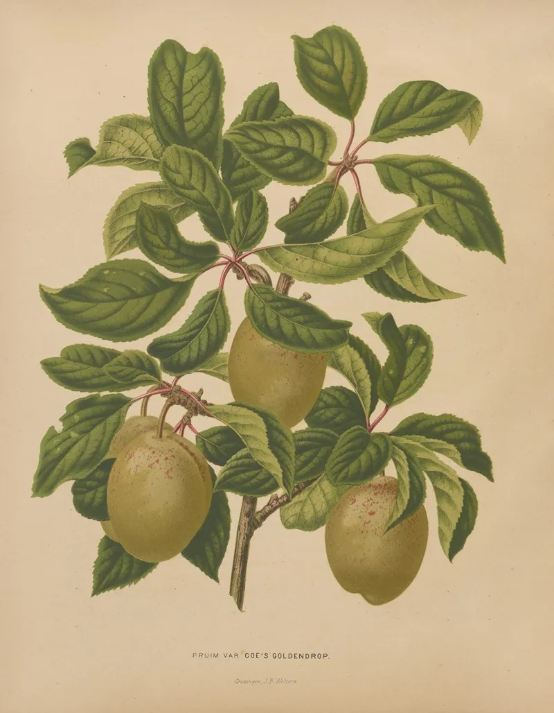 Nederlandsche Flora En Pomona Pl 57 Wall Art by Abraham Jacobus Wendel - High-Resolution Digital Print