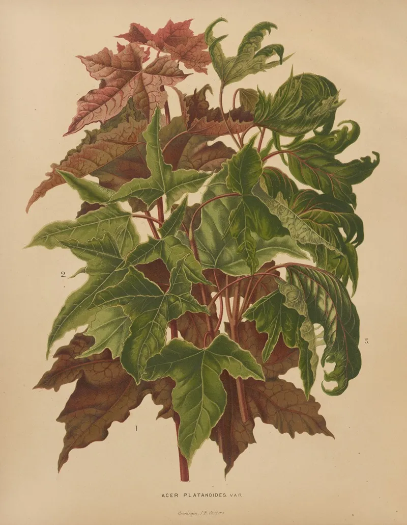 Nederlandsche Flora En Pomona Pl 58 Wall Art by Abraham Jacobus Wendel - High-Resolution Digital Print
