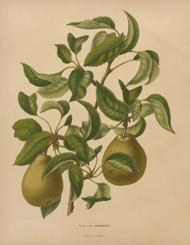 Nederlandsche Flora En Pomona Pl 59 Wall Art by Abraham Jacobus Wendel - High-Resolution Digital Print
