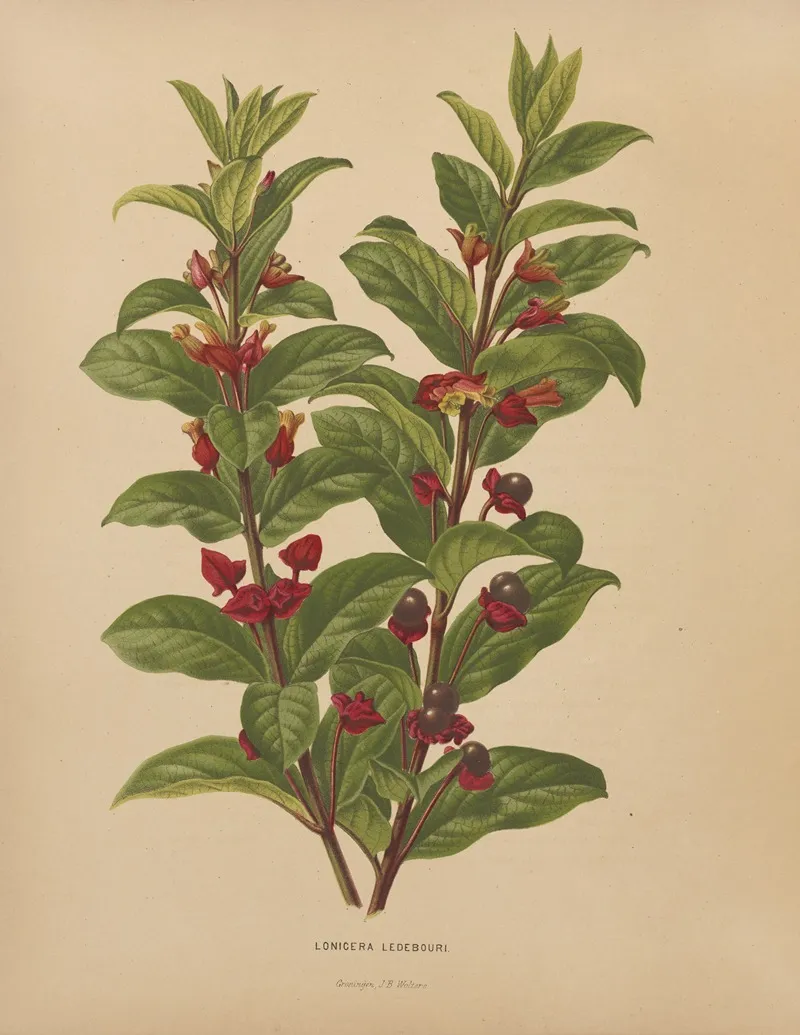 Nederlandsche Flora En Pomona Pl 60 Wall Art by Abraham Jacobus Wendel - High-Resolution Digital Print