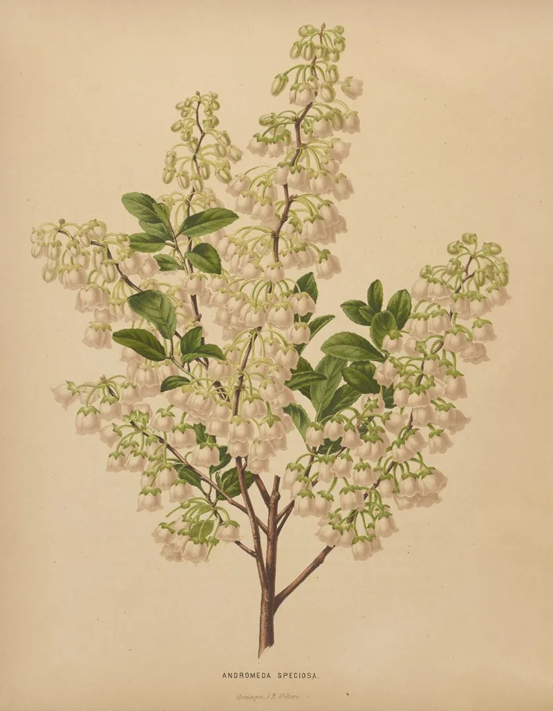 Nederlandsche Flora En Pomona Pl 61 Wall Art by Abraham Jacobus Wendel - High-Resolution Digital Print