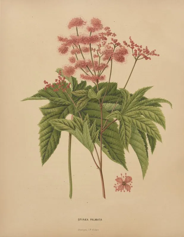 Nederlandsche Flora En Pomona Pl 62 Wall Art by Abraham Jacobus Wendel - High-Resolution Digital Print