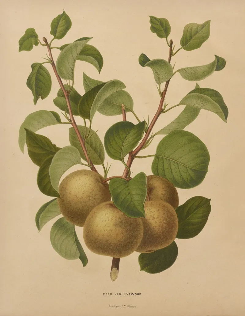Nederlandsche Flora En Pomona Pl 63 Wall Art by Abraham Jacobus Wendel - High-Resolution Digital Print