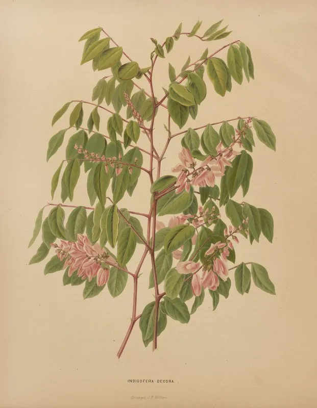 Nederlandsche Flora En Pomona Pl 64 Wall Art by Abraham Jacobus Wendel - High-Resolution Digital Print