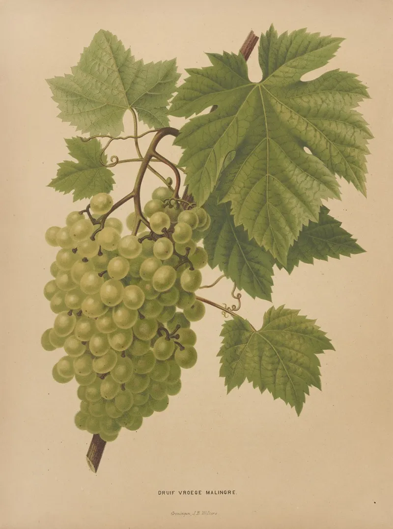 Nederlandsche Flora En Pomona Pl 65 Wall Art by Abraham Jacobus Wendel - High-Resolution Digital Print