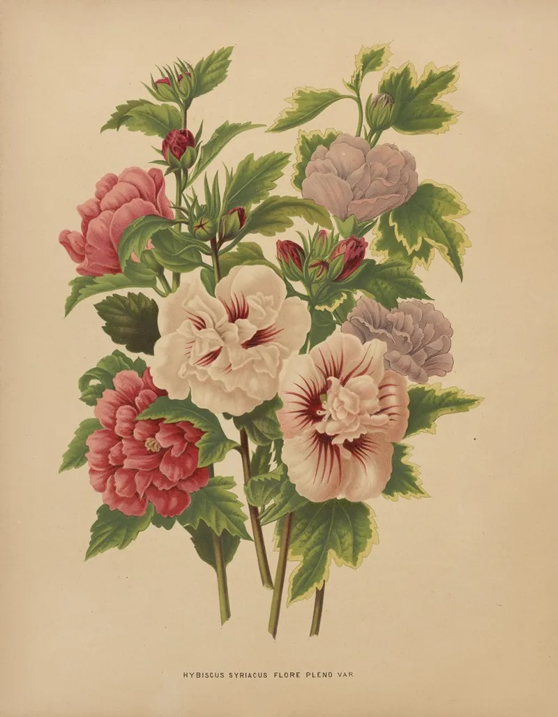 Nederlandsche Flora En Pomona Pl 66 Wall Art by Abraham Jacobus Wendel - High-Resolution Digital Print