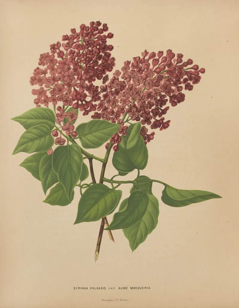 Nederlandsche Flora En Pomona Pl 69 Wall Art by Abraham Jacobus Wendel - High-Resolution Digital Print