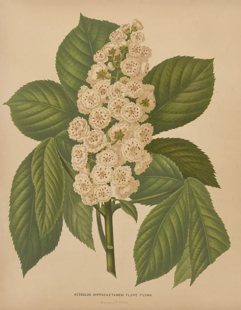 Nederlandsche Flora En Pomona Pl 70 Wall Art by Abraham Jacobus Wendel - High-Resolution Digital Print