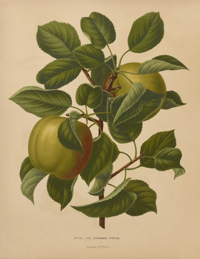 Nederlandsche Flora En Pomona Pl 71 Wall Art by Abraham Jacobus Wendel - High-Resolution Digital Print