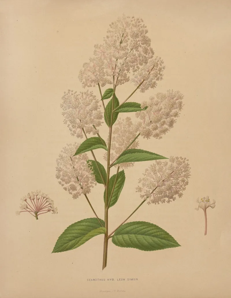 Nederlandsche Flora En Pomona Pl 72 Wall Art by Abraham Jacobus Wendel - High-Resolution Digital Print