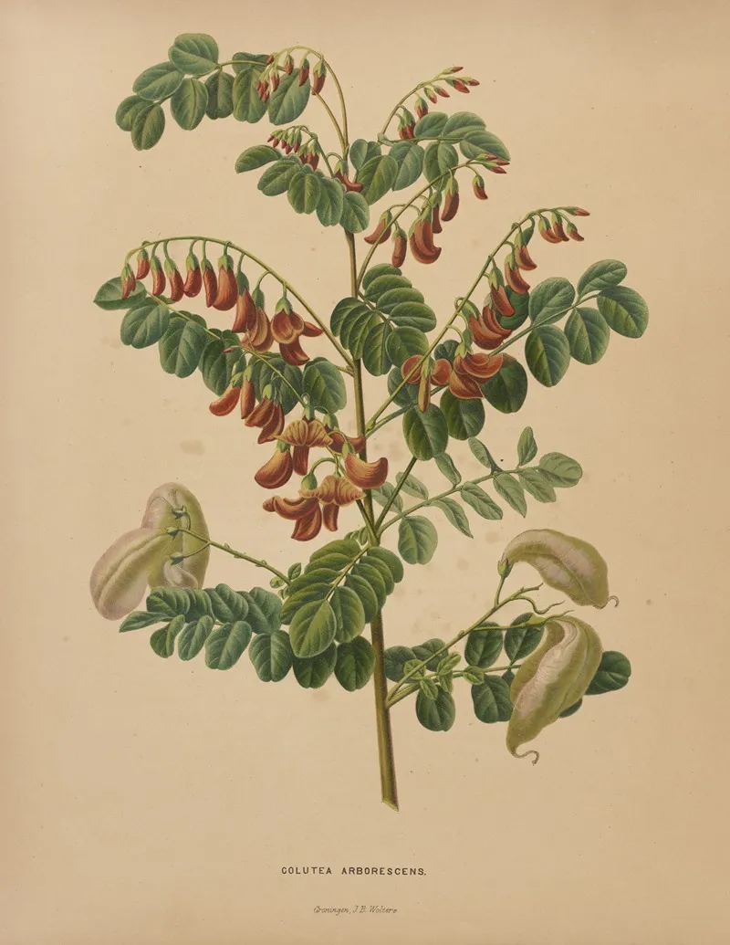 Nederlandsche Flora En Pomona Pl 73 Wall Art by Abraham Jacobus Wendel - High-Resolution Digital Print