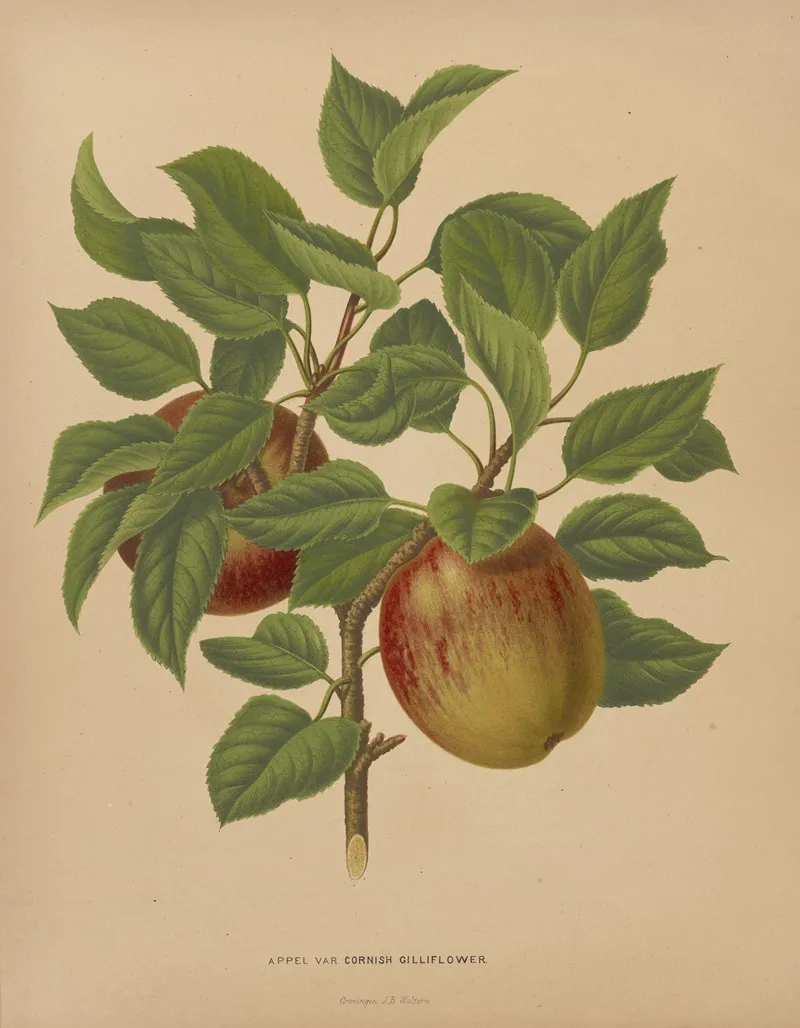 Nederlandsche Flora En Pomona Pl 75 Wall Art by Abraham Jacobus Wendel - High-Resolution Digital Print