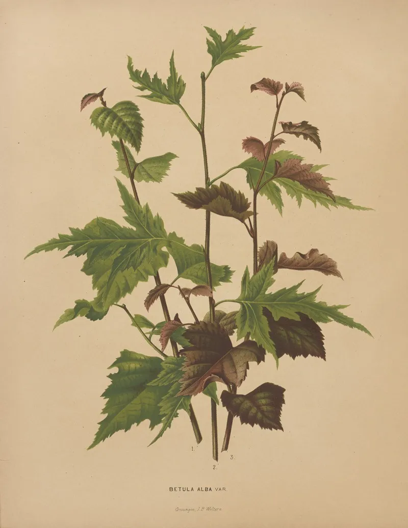 Nederlandsche Flora En Pomona Pl 76 Wall Art by Abraham Jacobus Wendel - High-Resolution Digital Print