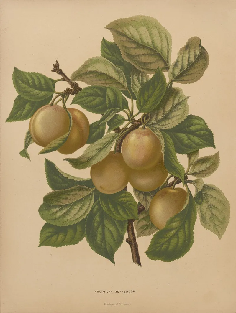 Nederlandsche Flora En Pomona Pl 77 Wall Art by Abraham Jacobus Wendel - High-Resolution Digital Print