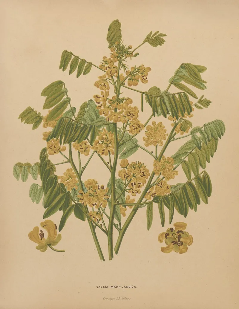Nederlandsche Flora En Pomona Pl 78 Wall Art by Abraham Jacobus Wendel - High-Resolution Digital Print