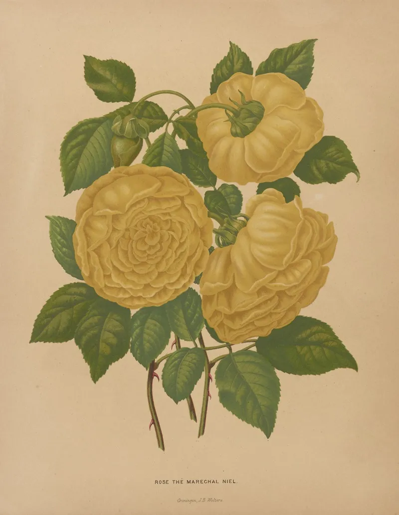 Nederlandsche Flora En Pomona Pl 80 Wall Art by Abraham Jacobus Wendel - High-Resolution Digital Print
