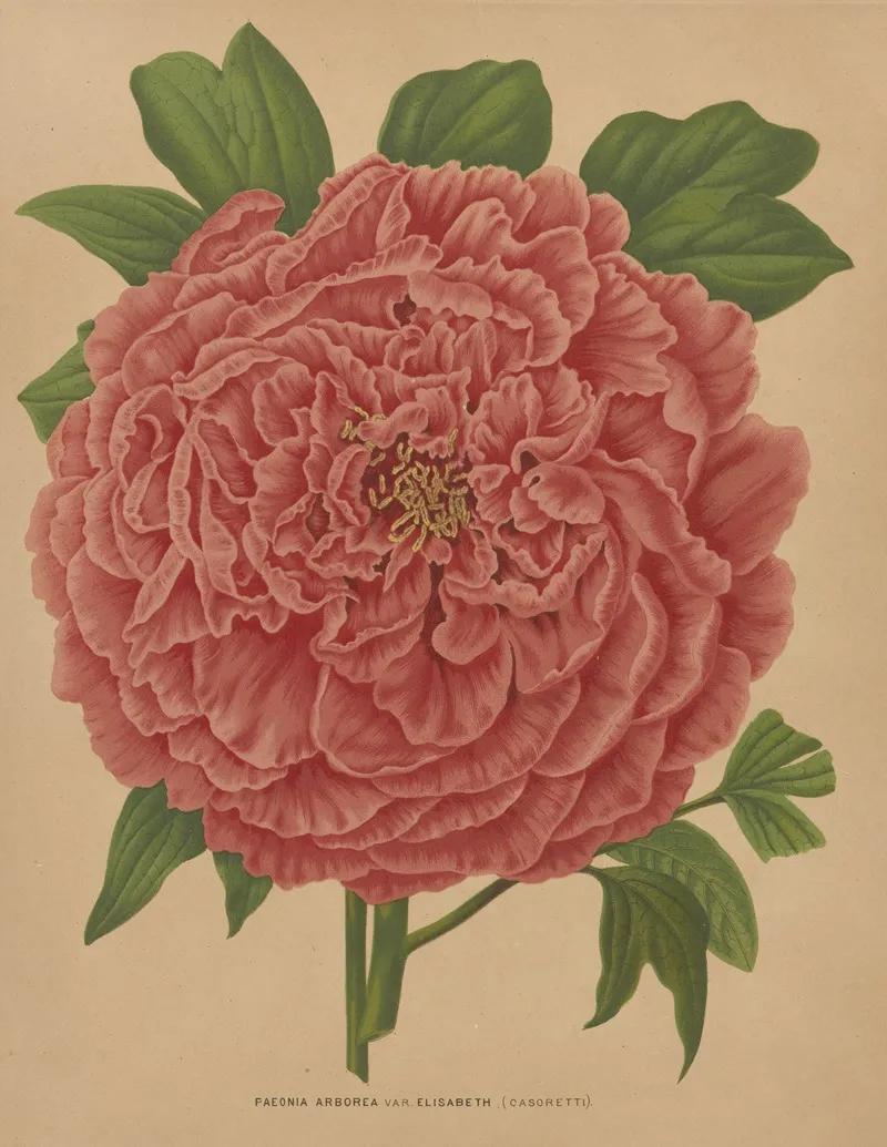 Nederlandsche Flora En Pomona Pl 81 Wall Art by Abraham Jacobus Wendel - High-Resolution Digital Print