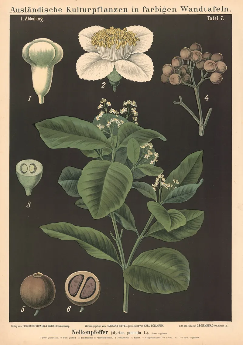 Nelkenpfeffer Myrtus Pimenta L Wall Art by Carl Bollmann - High-Resolution Digital Print