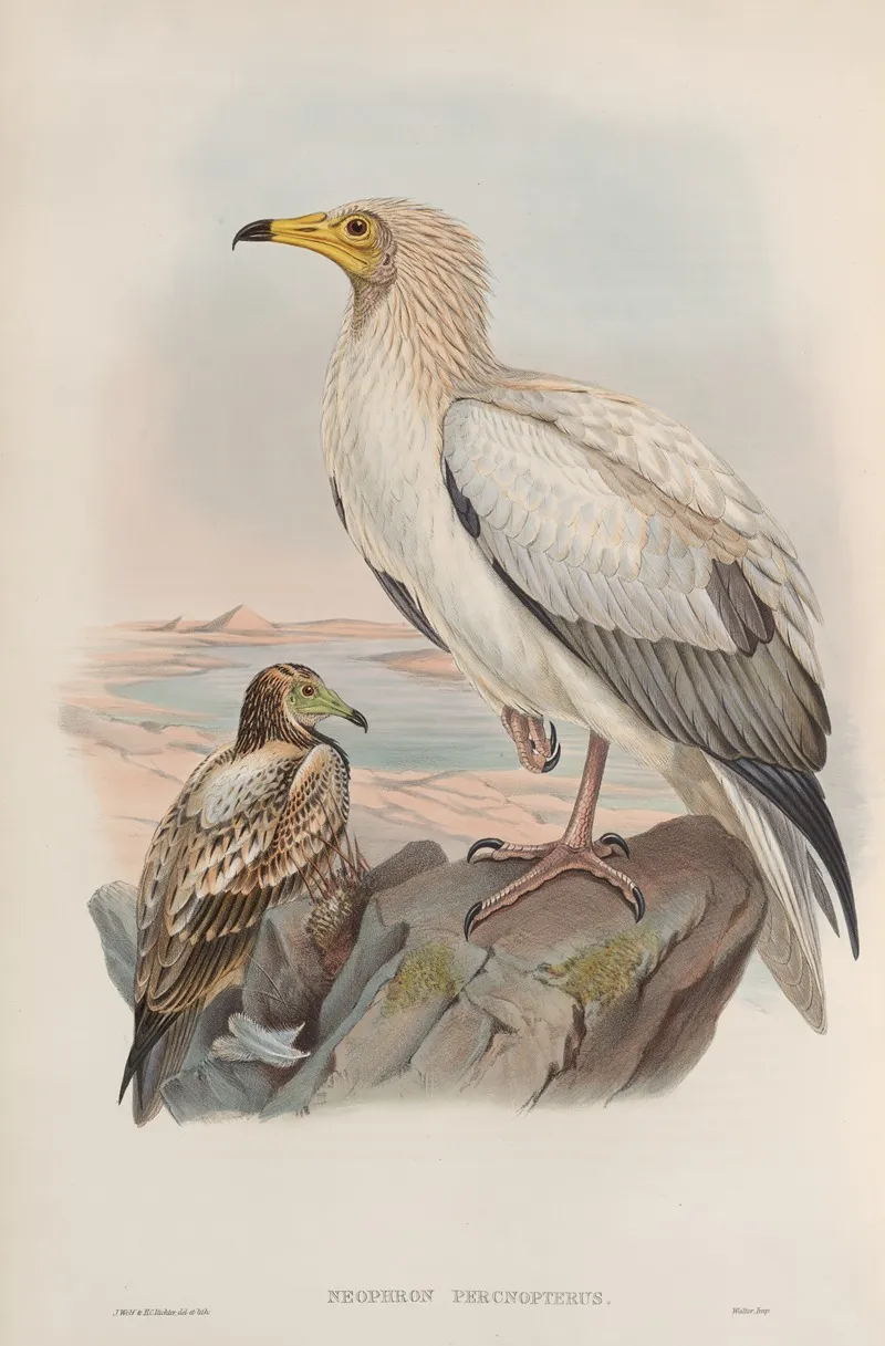 Neophron Percnopterus Egyptian Vulture Wall Art by John Gould - High-Resolution Digital Print
