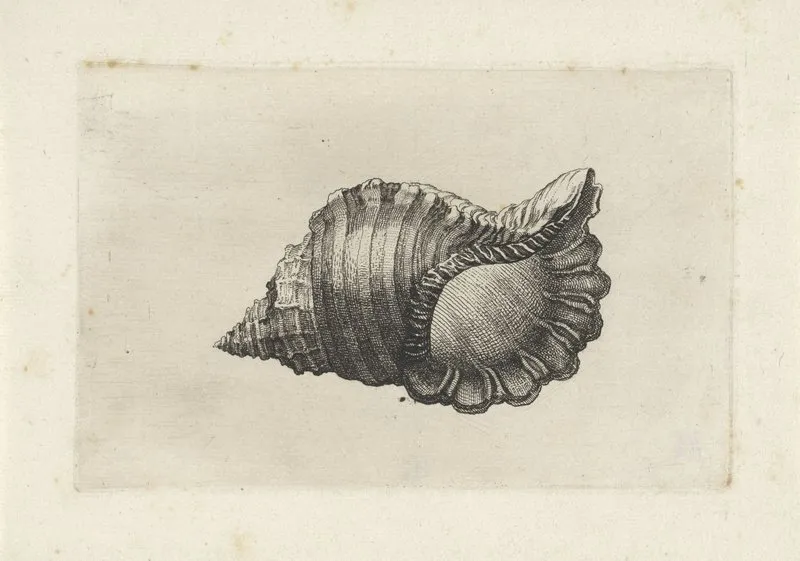 Neopolitan Triton Cymatium Parthenopeum