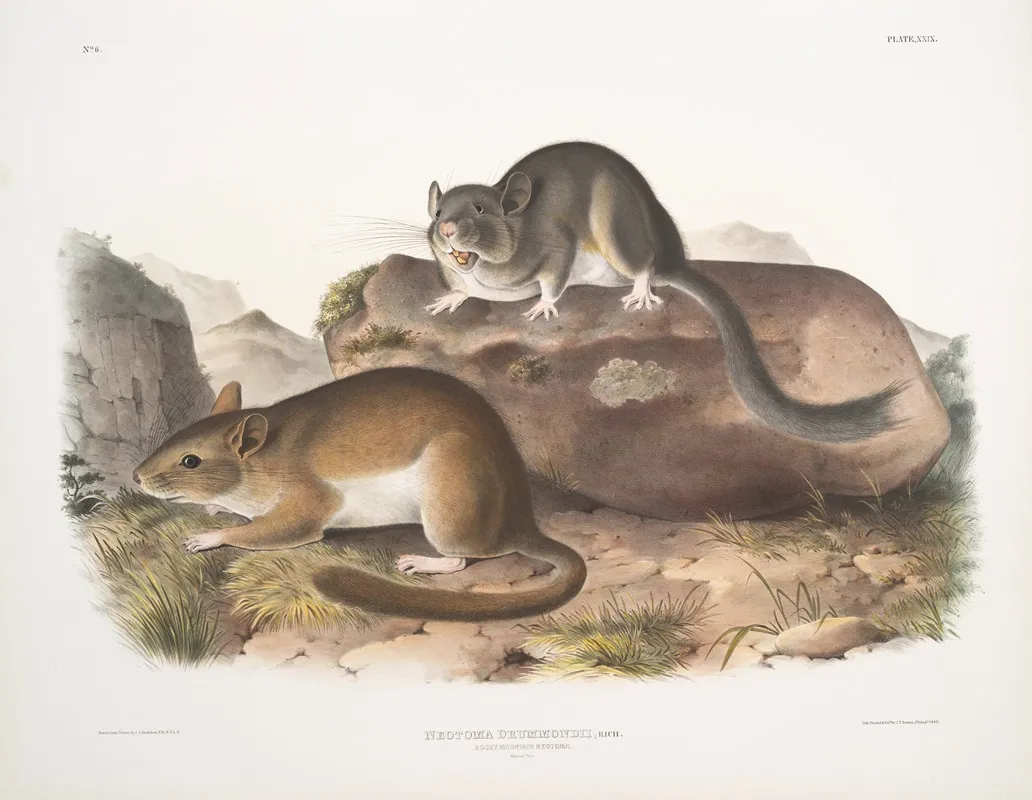 Neotoma Drummondii Rocky Mountain Neotoma Natural Size Wall Art by John Woodhouse Audubon - High-Resolution Digital Print
