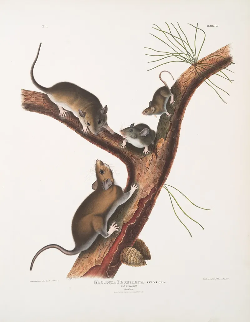 Neotoma Floridana Florida Rat Natural Size Male Female And Young Of Different Age Wall Art by John Woodhouse Audubon - High-Resolution Digital Print