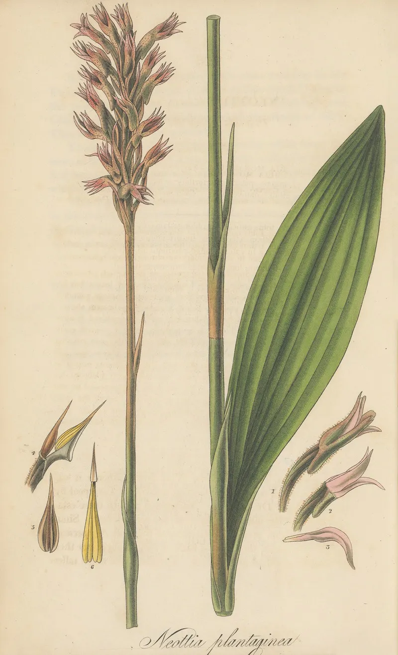 Neottia Plantaginea Wall Art by William Jackson Hooker - High-Resolution Digital Print