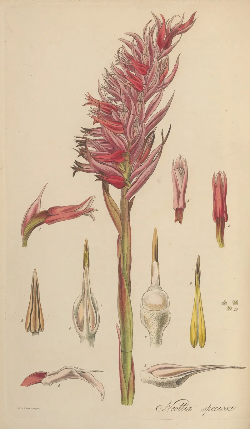 Neottia Speciosa 2 Wall Art by William Jackson Hooker - High-Resolution Digital Print