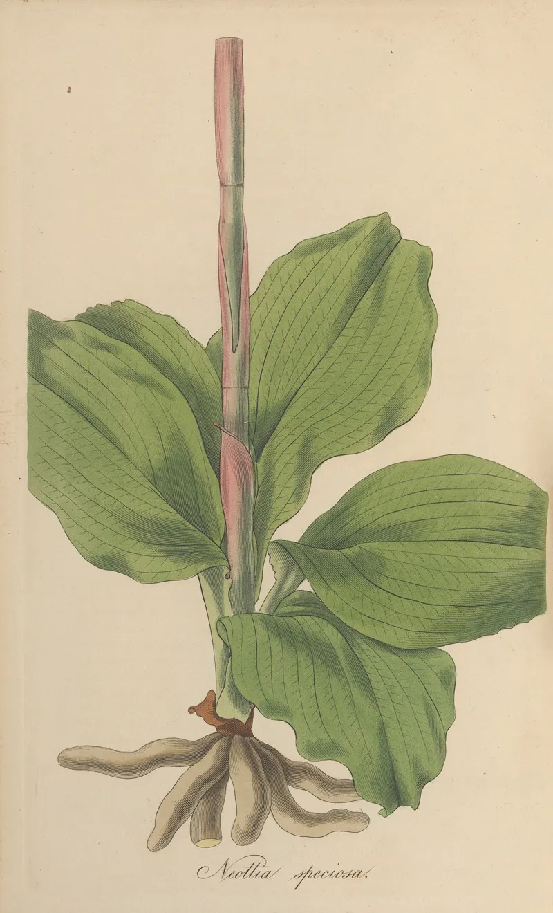 Neottia Speciosa Wall Art by William Jackson Hooker - High-Resolution Digital Print