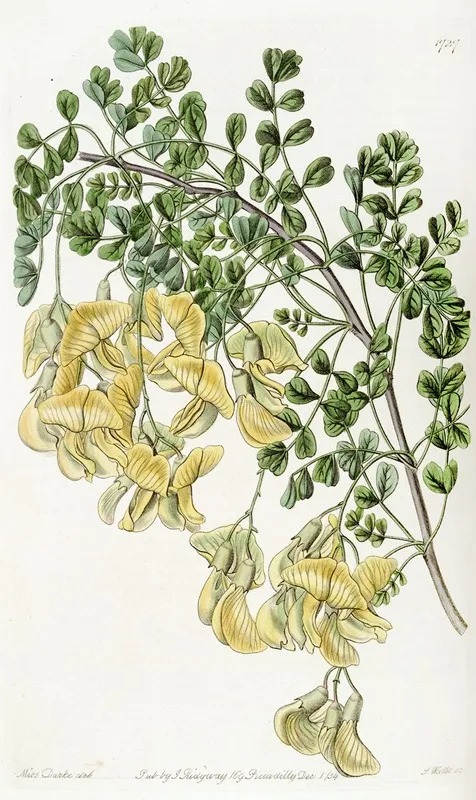 Nepal Bladder Senna Wall Art by Sydenham Edwards - High-Resolution Digital Print