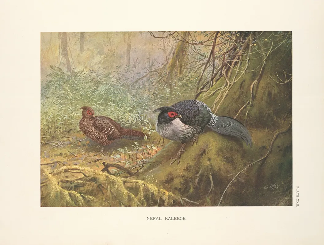Nepal Kaleege Gennaeus Leucomelanus Wall Art by George Edward Lodge - High-Resolution Digital Print