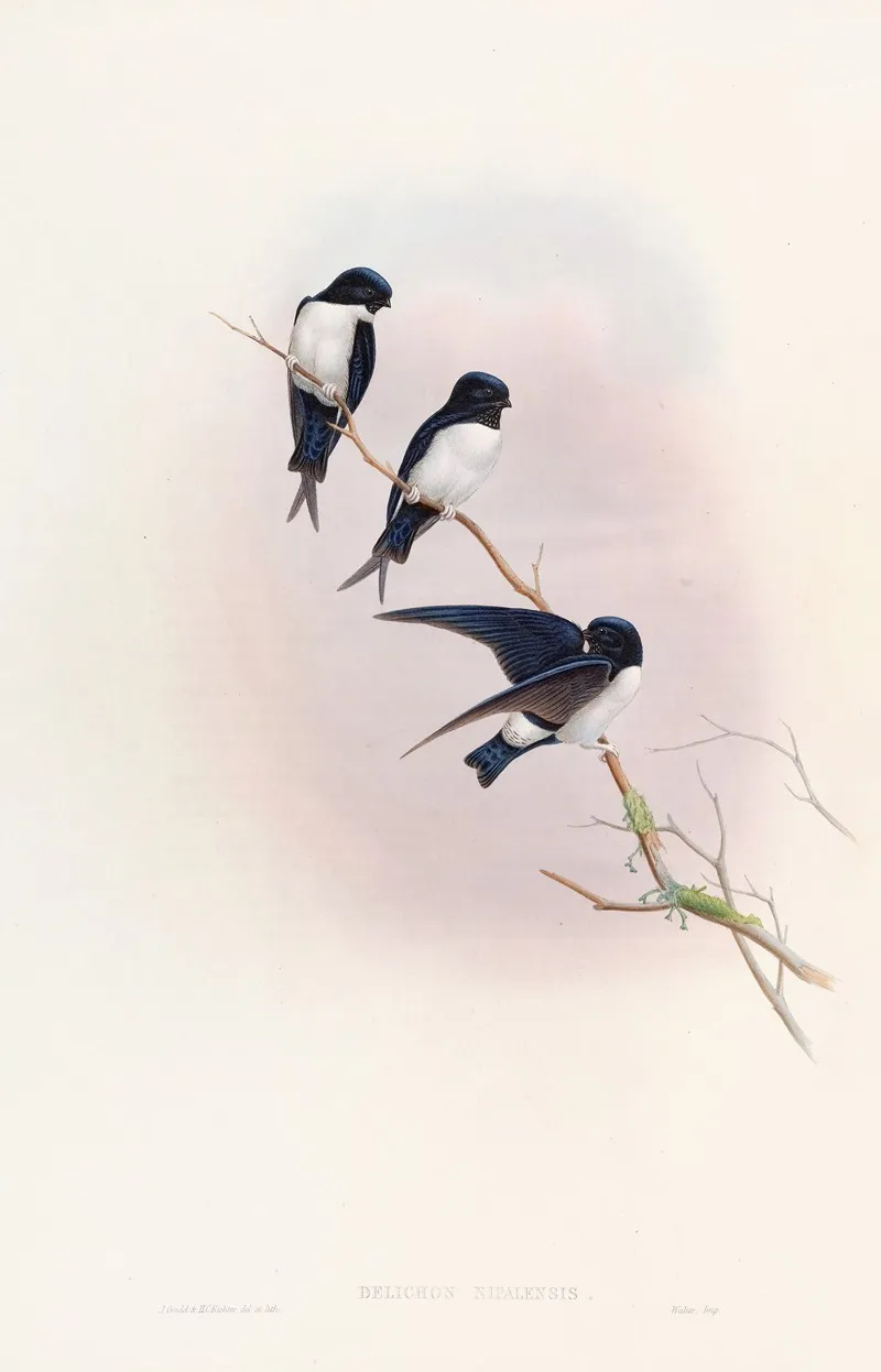 Nepal Martin Swallow Wall Art by John Gould - High-Resolution Digital Print