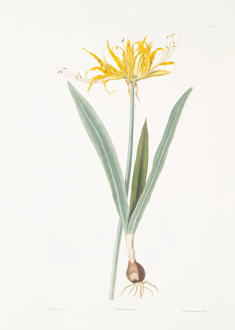 Nerine Aurea 2 Wall Art by Priscilla Susan Bury - High-Resolution Digital Print