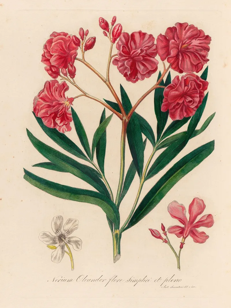 Nerium Oleander Flore Simplici Et Pleno Wall Art by Gaetano Savi - High-Resolution Digital Print