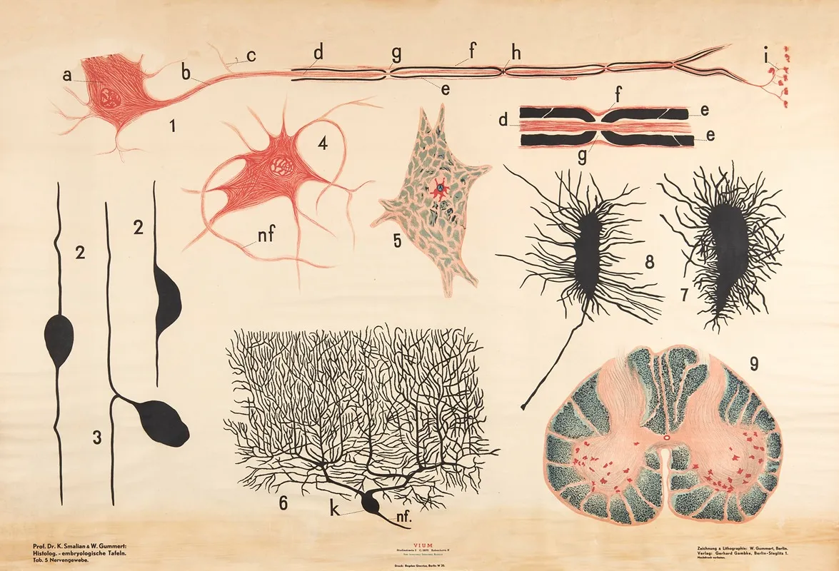 Nerve Tissue Wall Art by W. Gummert - High-Resolution Digital Print
