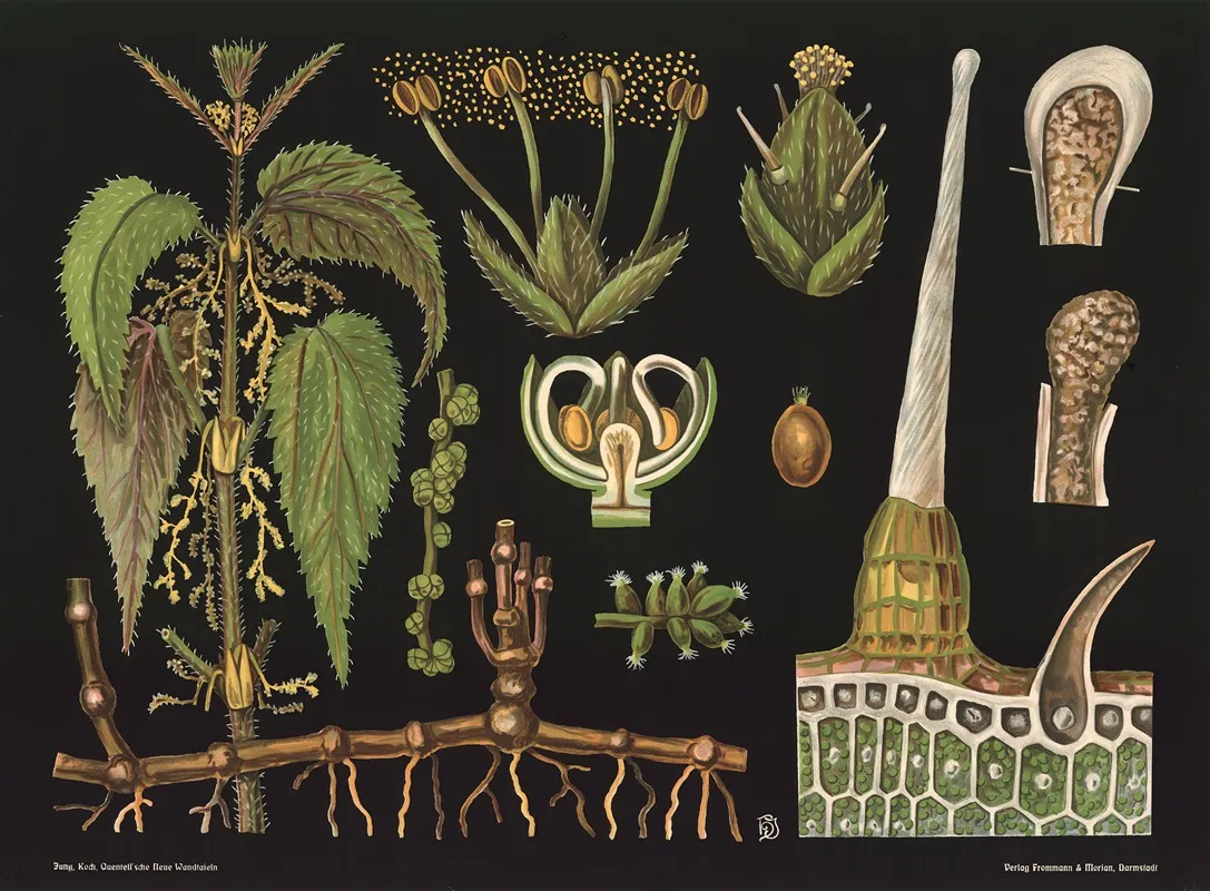 Nettle Urtica Dioica Wall Art by Gottlieb von Koch - High-Resolution Digital Print