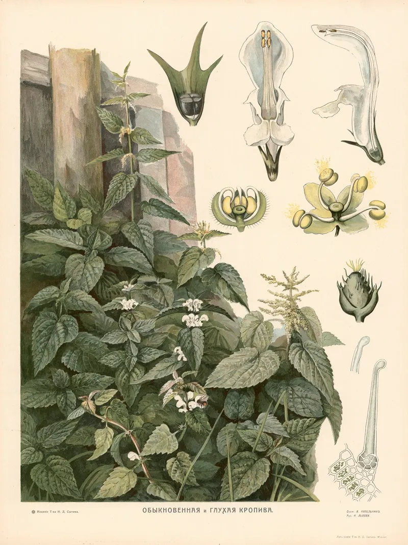 Nettles Wall Art by T-va I. D. Sytina - High-Resolution Digital Print