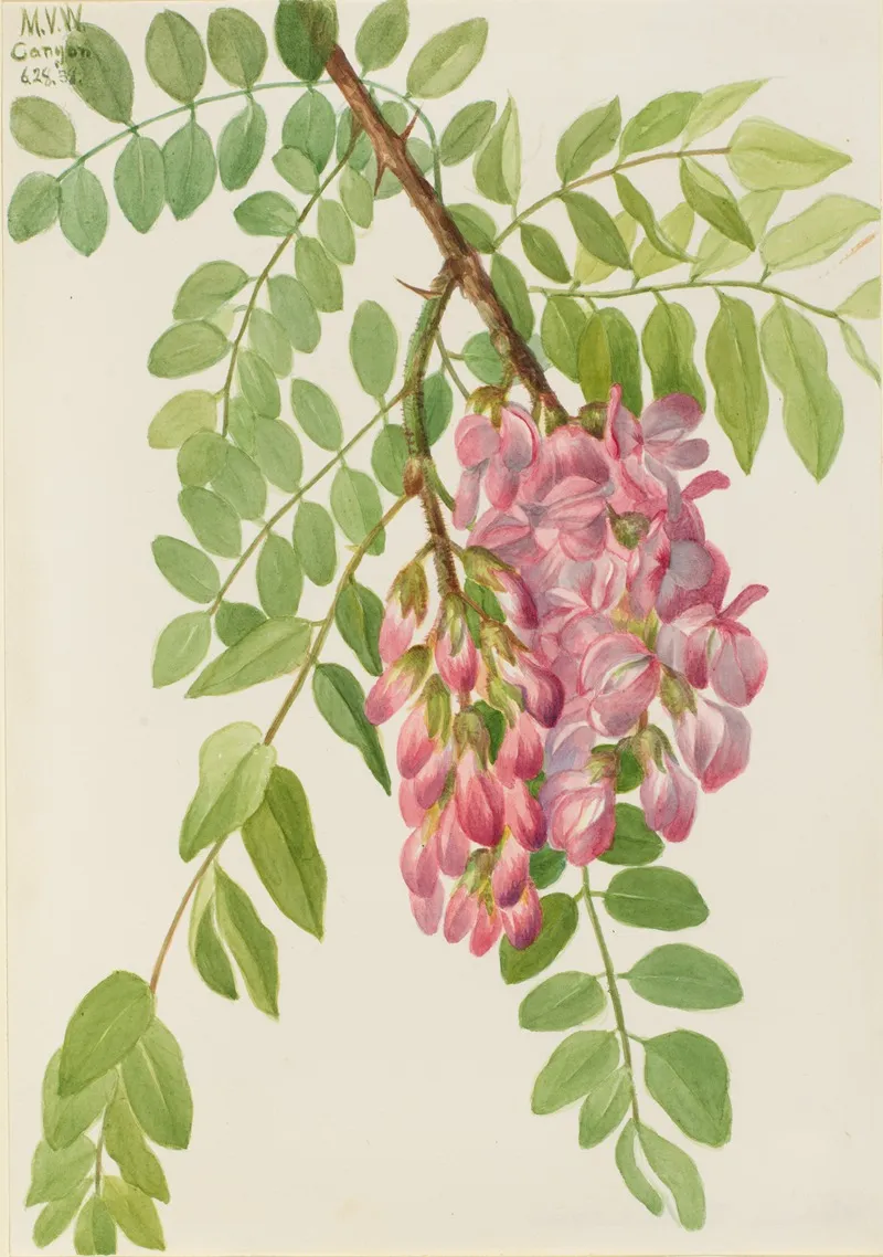 New Mexican Locust Robinia Neomexicana