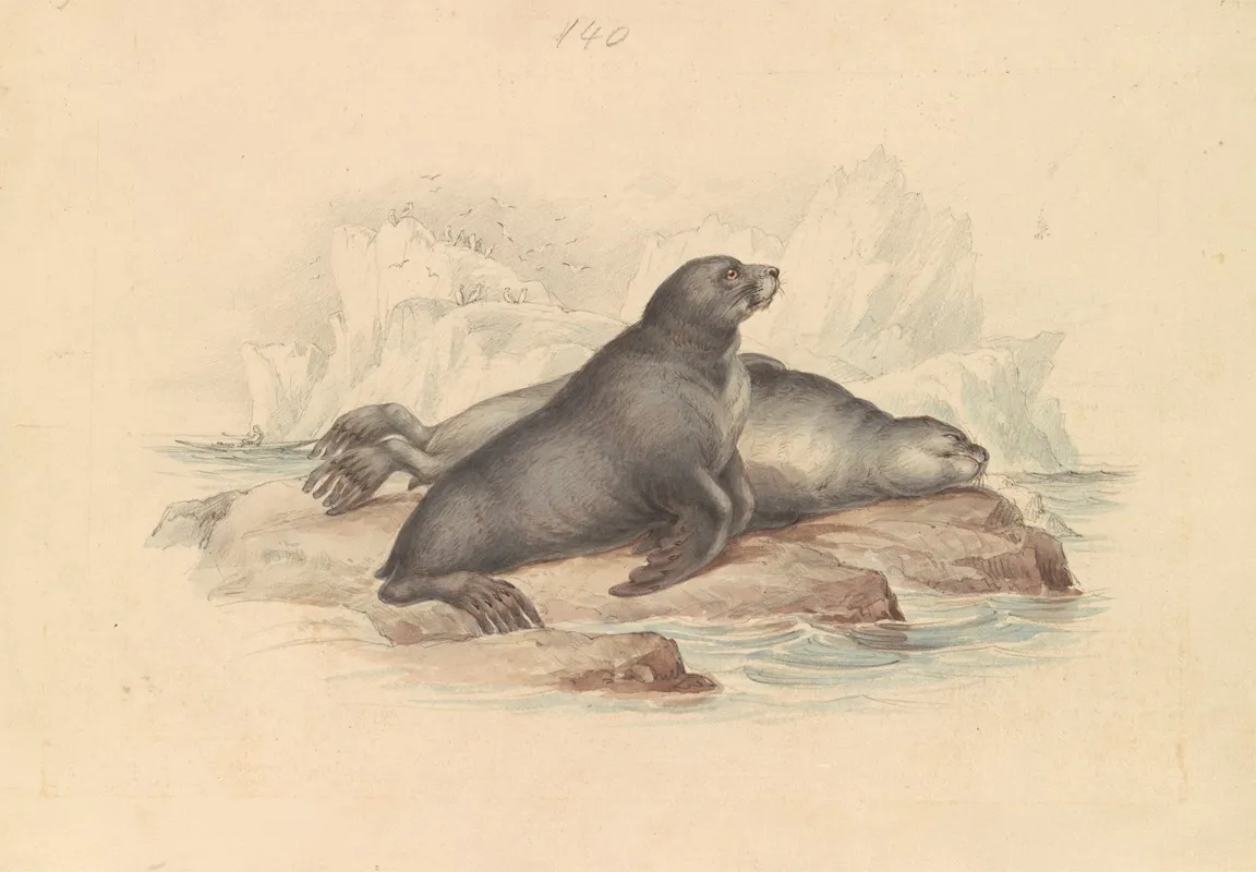 New Zealand Fur Seal Or Southern Fur Seal Wall Art by James Stewart - High-Resolution Digital Print