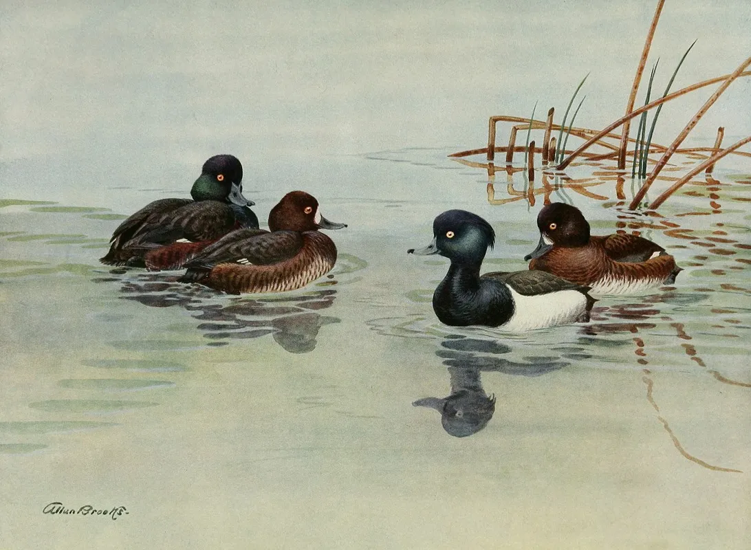 New Zealand Scaup Tufted Duck Wall Art by Allan Brooks - High-Resolution Digital Print