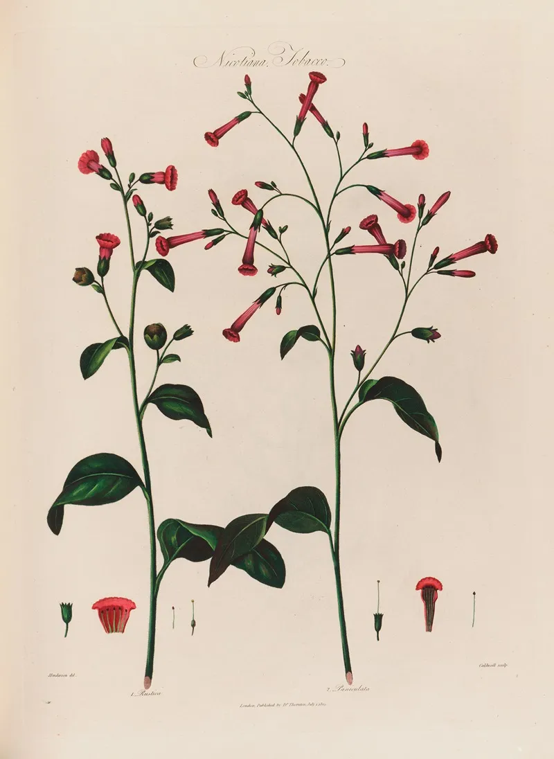 Nicotiana Tobacco Wall Art by Robert John Thornton - High-Resolution Digital Print