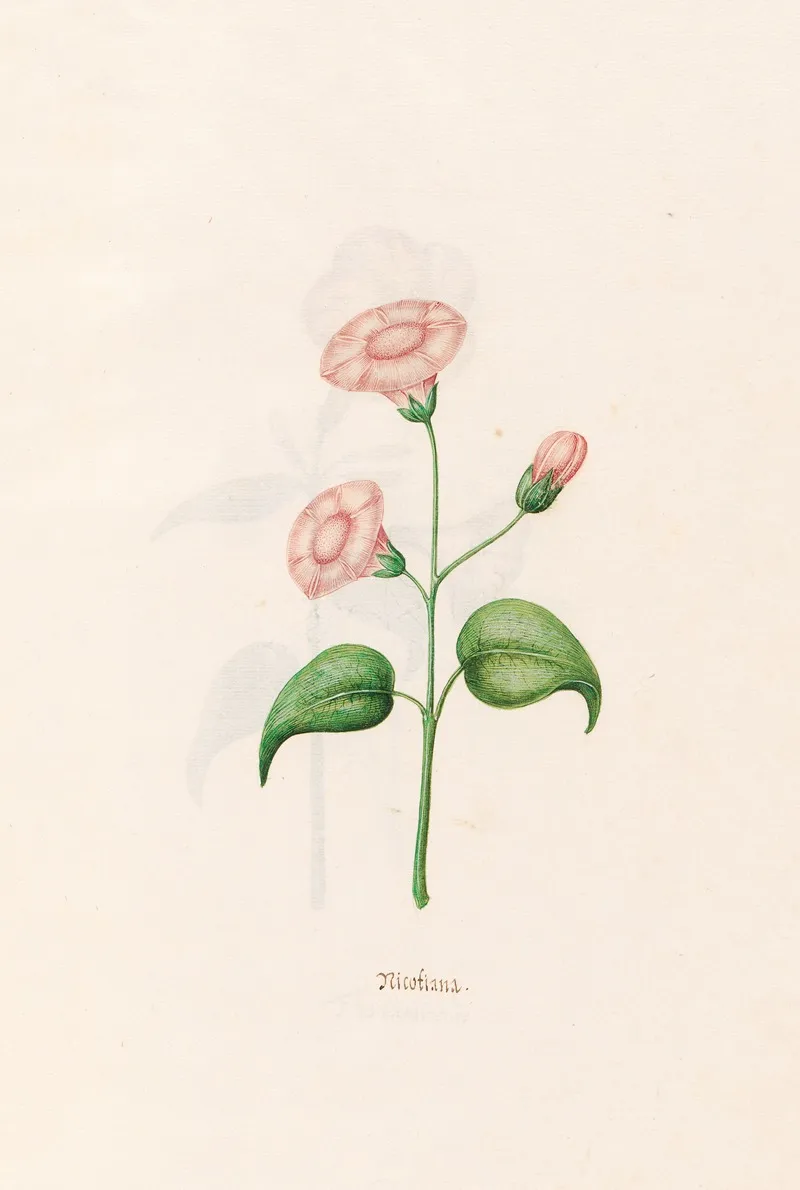 Nicotiana Wall Art by Magdelena Rosina Funck - High-Resolution Digital Print