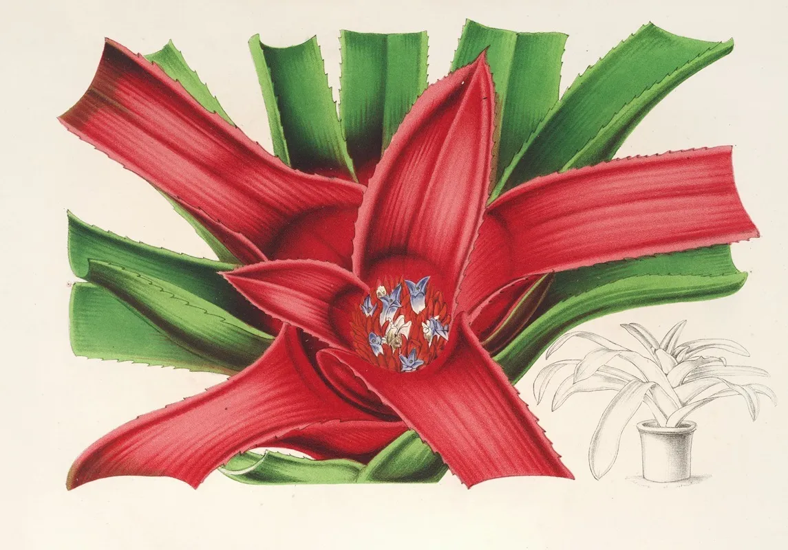 Nidularium Meyendorffii Wall Art by Charles Antoine Lemaire - High-Resolution Digital Print