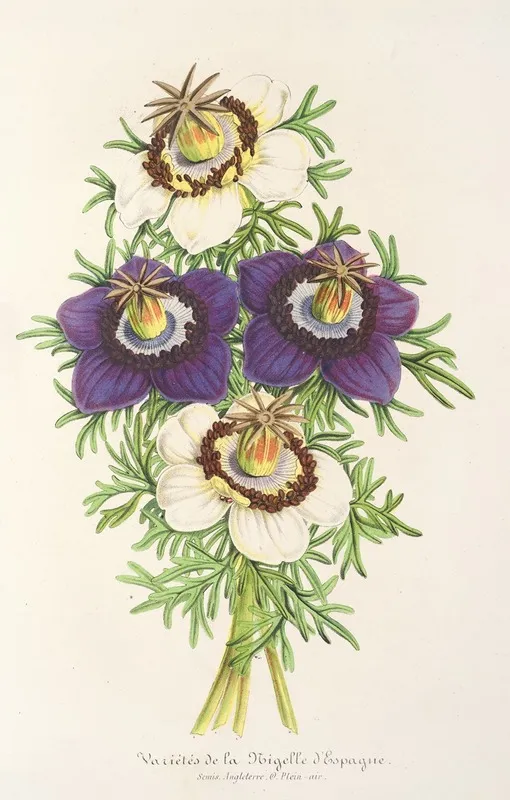 Nigella Hispanica Varietes De La Wall Art by Charles Antoine Lemaire - High-Resolution Digital Print