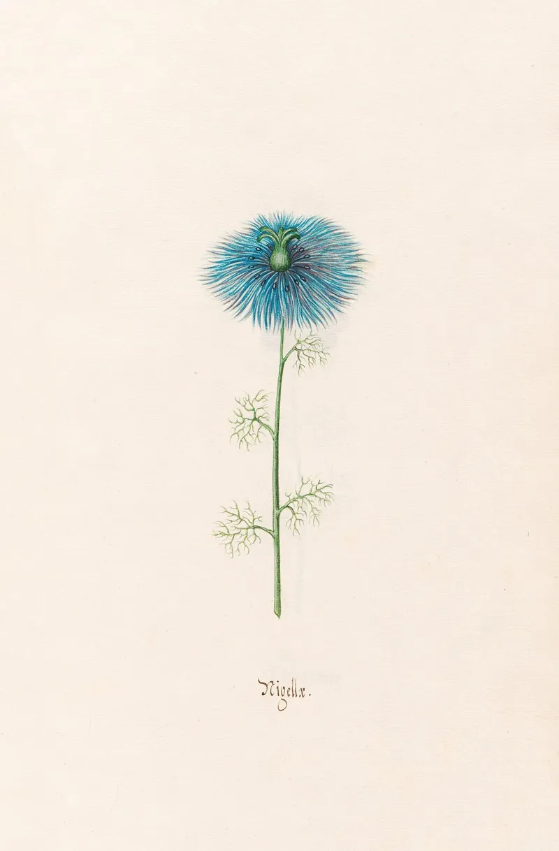 Nigellx Nigella Wall Art by Magdelena Rosina Funck - High-Resolution Digital Print