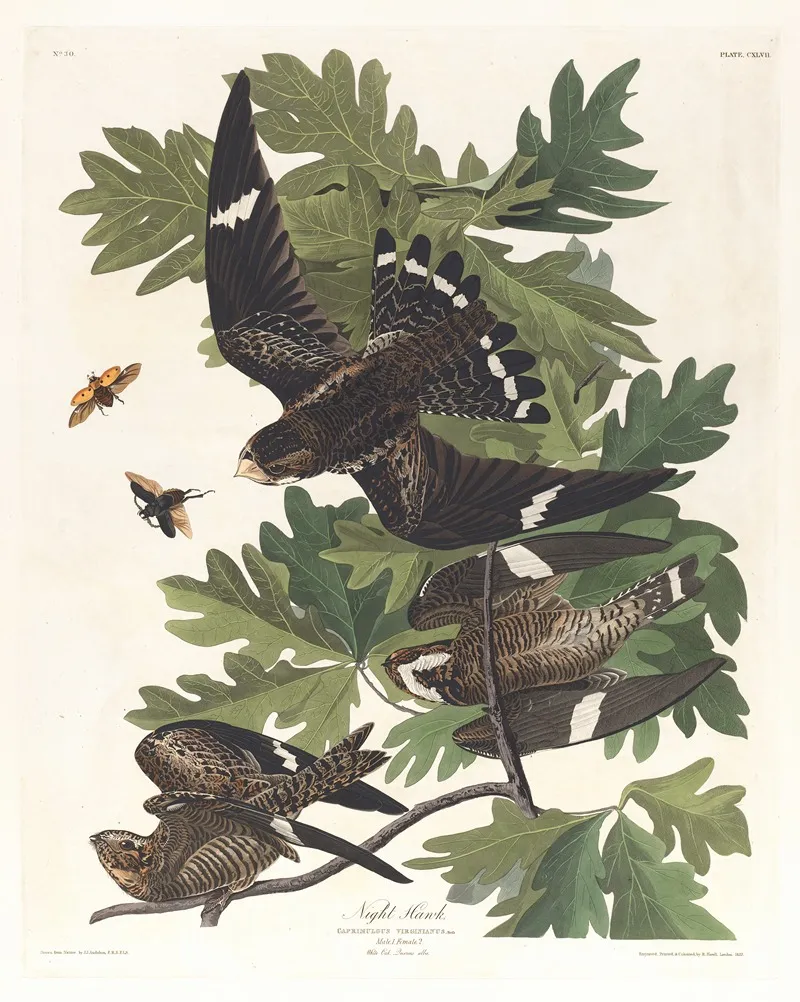 Night Hawk Wall Art by John James Audubon - High-Resolution Digital Print