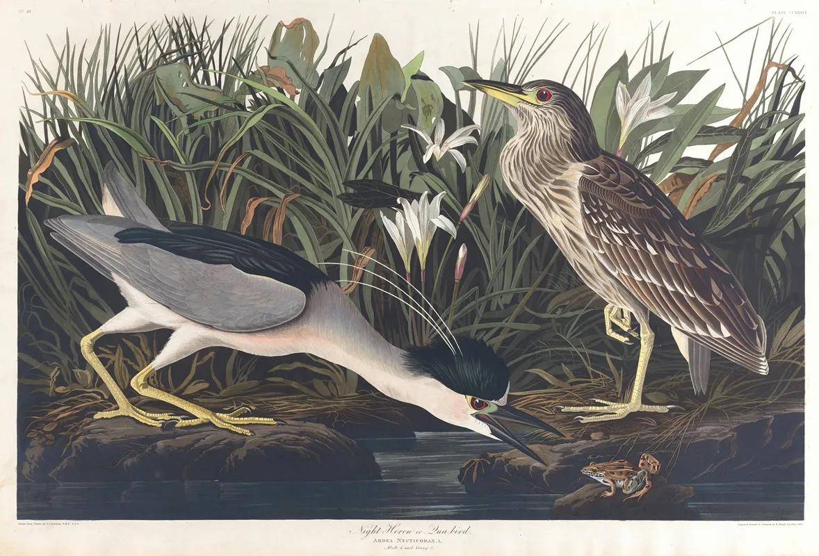 Night Heron Or Qua Bird Wall Art by John James Audubon - High-Resolution Digital Print