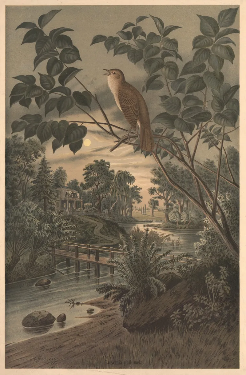 Nightingale 2 Wall Art by Emil Schmidt - High-Resolution Digital Print