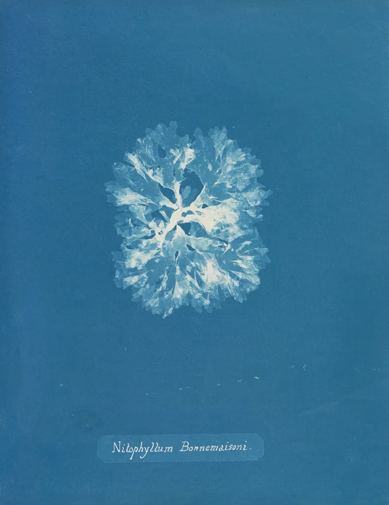 Nitophyllum Bonnemaisoni Wall Art by Anna Atkins - High-Resolution Digital Print